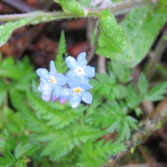 Myosotis