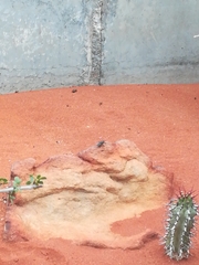 Euphorbia virosa arenicola