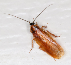 Ischnoptera bilunata