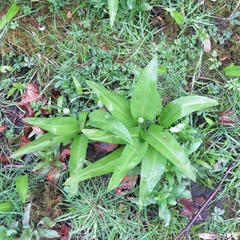 Allium ursinum