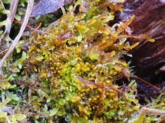 Odontoschisma sphagni