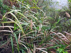 Miscanthus floridulus