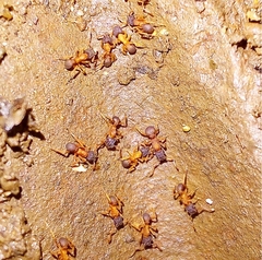 Cyphomyrmex