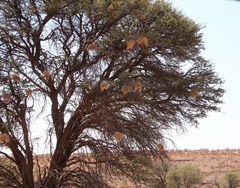 Plocepasser mahali mahali