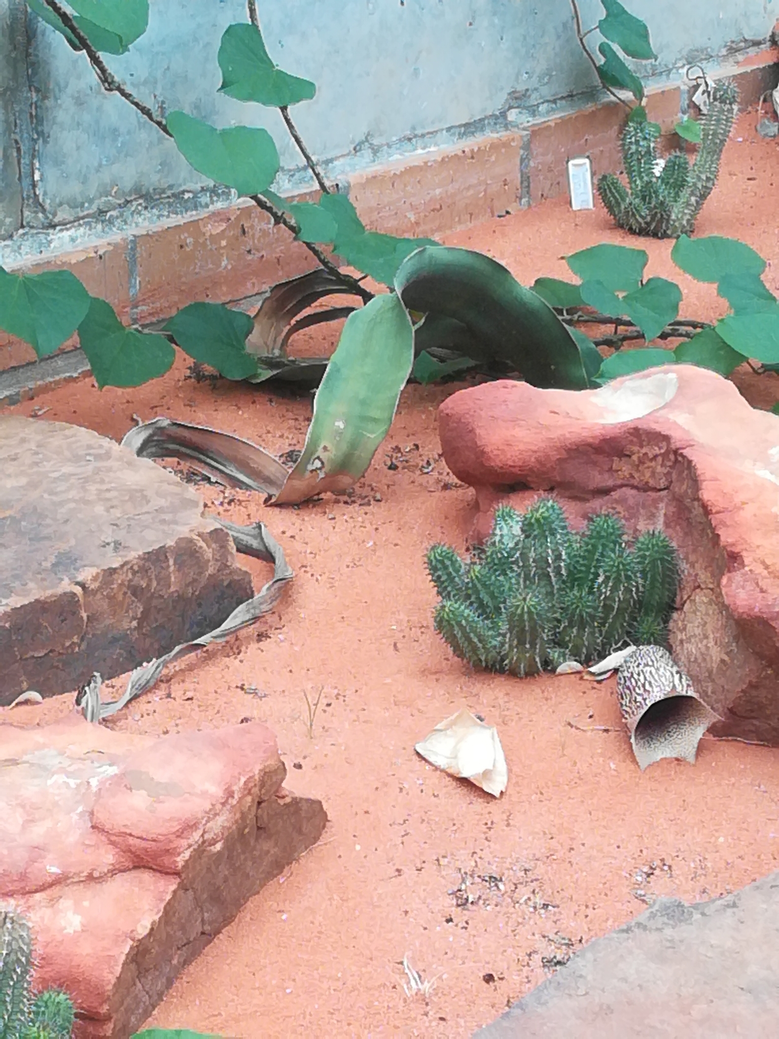 Stapelia similis 2