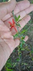 Anisacanthus quadrifidus