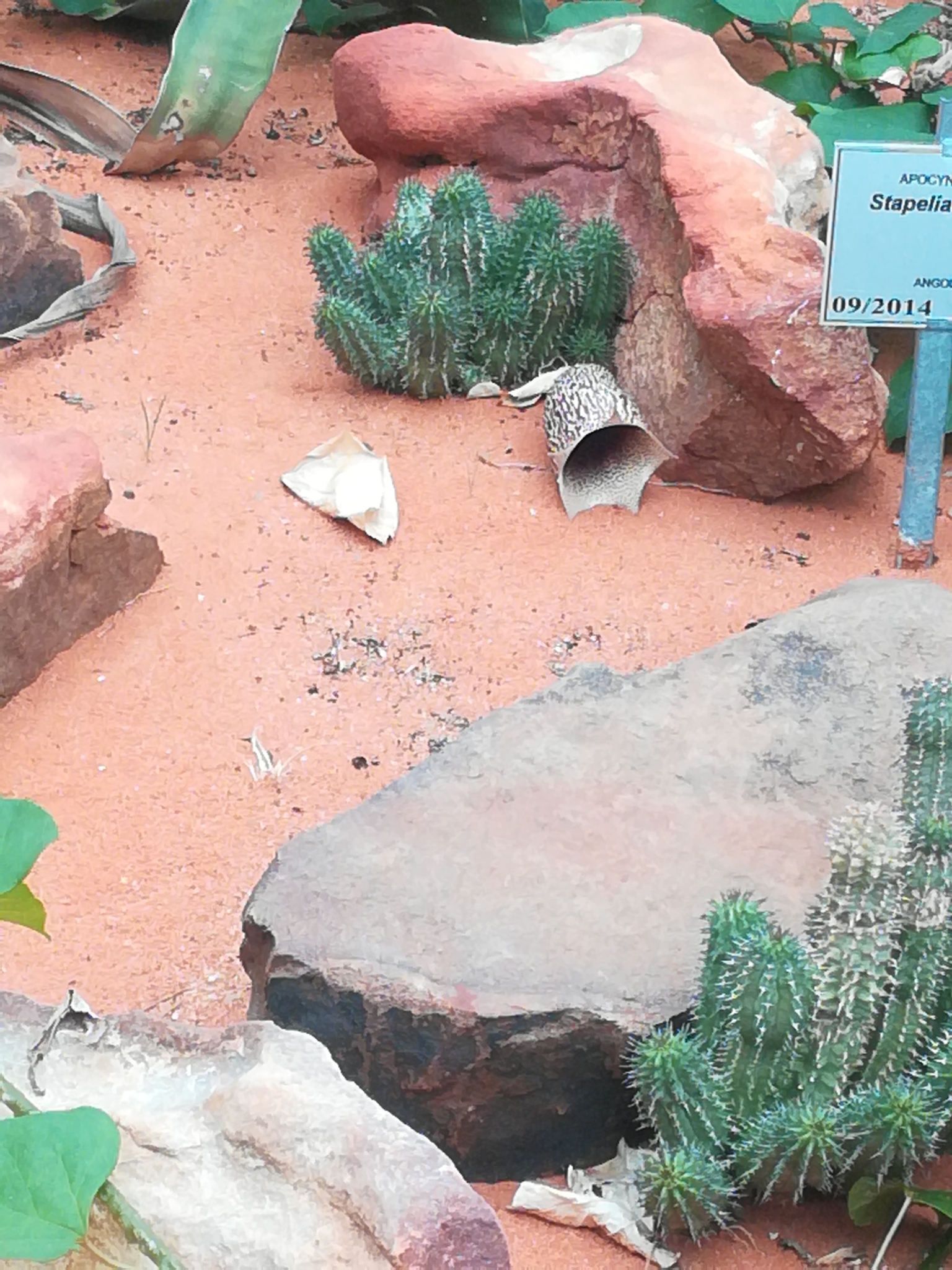 Stapelia similis 3