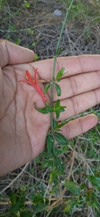 Anisacanthus quadrifidus