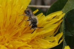 Andrena barbilabris