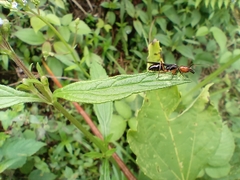 Odontomachus erythrocephalus