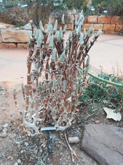 Mitrophyllum mitratum