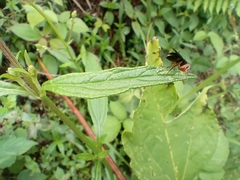 Odontomachus erythrocephalus