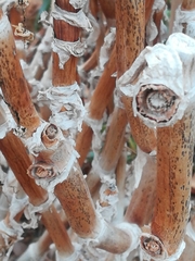 Mitrophyllum mitratum