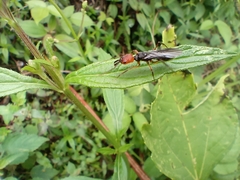 Odontomachus erythrocephalus