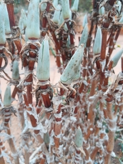 Mitrophyllum mitratum