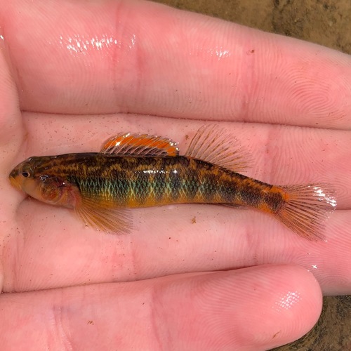 Roanoke Darter