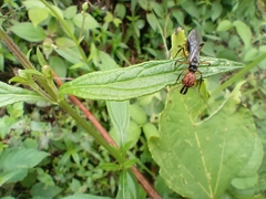 Odontomachus erythrocephalus