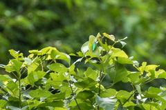 Chrysochroa rajah thailandica
