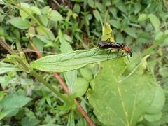 Odontomachus erythrocephalus