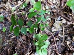 Callisia repens