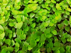 Callisia repens