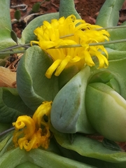 Glottiphyllum linguiforme