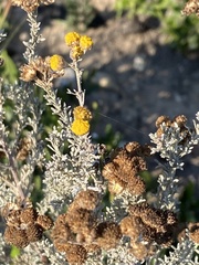 Pentzia trifida
