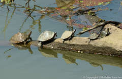 Assam Roofed Turtle photo 3
