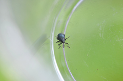 Ceutorhynchus pervicax