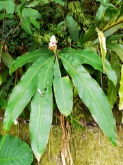 Alpinia sessiliflora