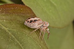 Icius hamatus