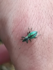 Polydrusus smaragdulus