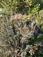 Pentzia trifida