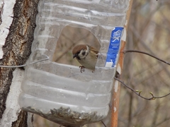 Passer montanus