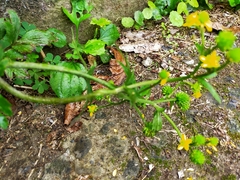 Ranunculus cantoniensis