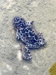Bufotes viridis