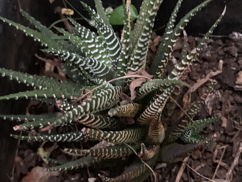 Haworthiopsis attenuata