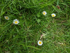 Bellis perennis