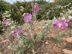 Malva unguiculata