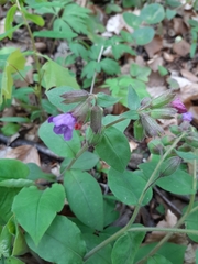 Pulmonaria officinalis