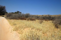 Vachellia hebeclada hebeclada