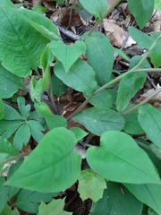 Pulmonaria officinalis