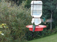 Colibri serrirostris