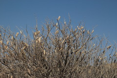 Vachellia hebeclada hebeclada