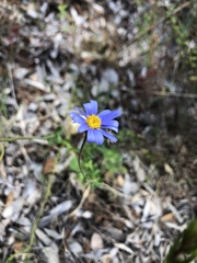 Felicia aethiopica