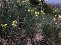 Erysimum crepidifolium