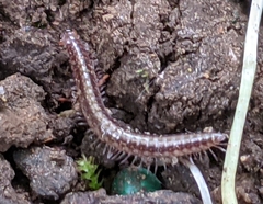 Cleidogonoidea