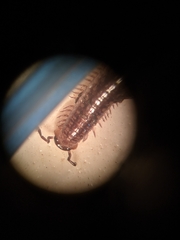 Cleidogonoidea