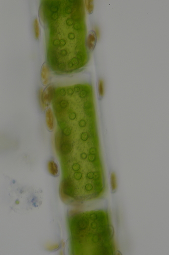 Image of Green Tarantula Weed by no rights reserved