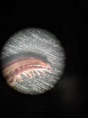 Cleidogonoidea